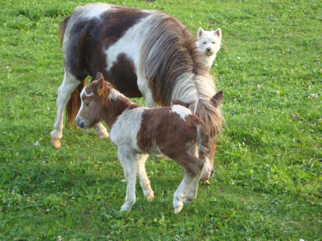 Winnewieser Вандойес Экстерьер фото