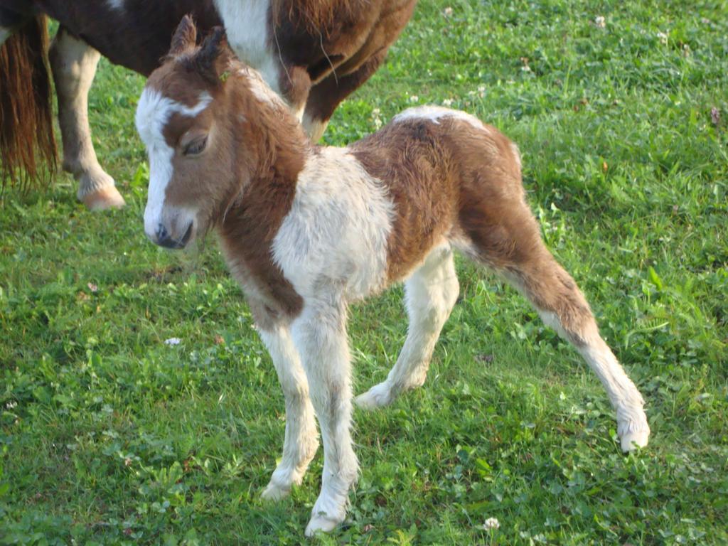 Winnewieser Вандойес Экстерьер фото