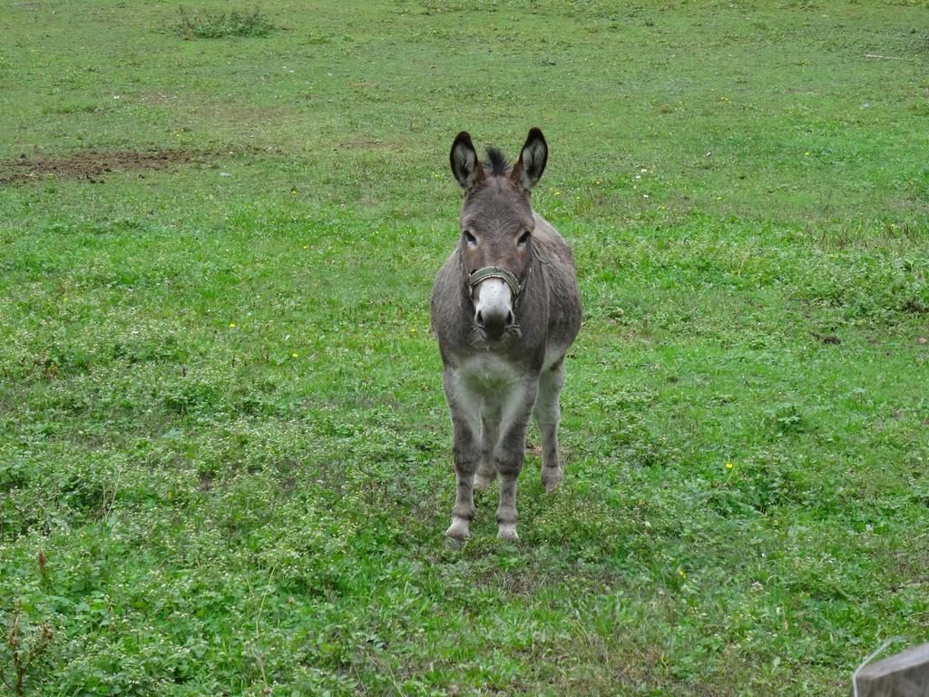 Winnewieser Вандойес Экстерьер фото