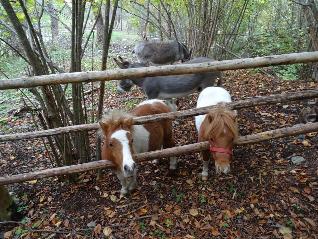 Winnewieser Вандойес Экстерьер фото